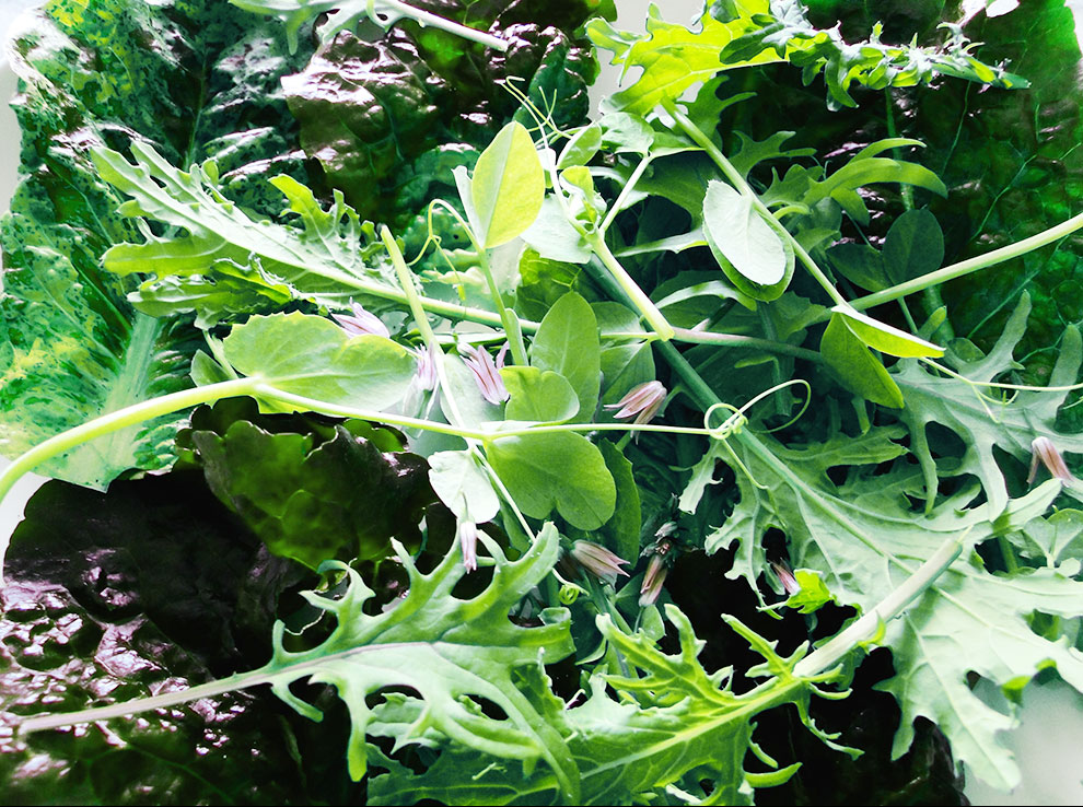 Mixed Green Leaf Salad